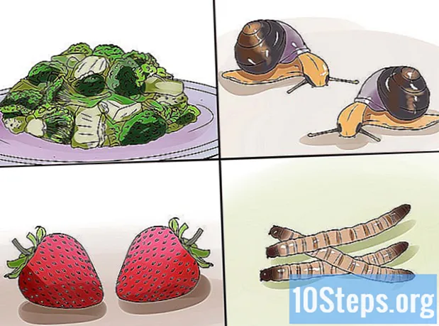 Jak stworzyć środowisko dla żółwia - Encyklopedia