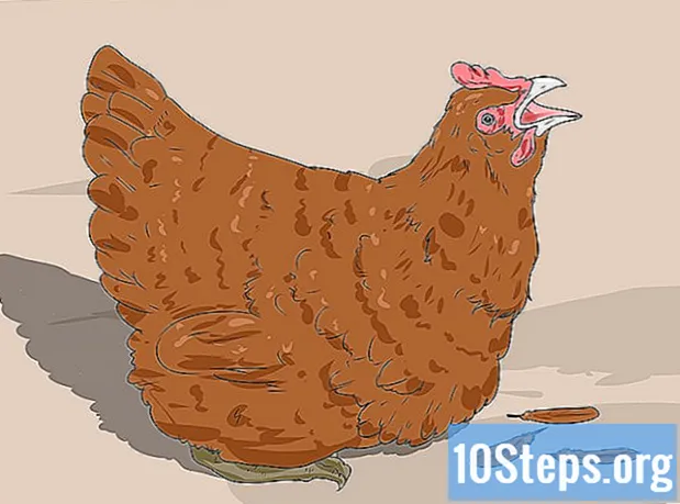 Как загипнотизировать курицу