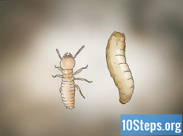 シロアリの幼虫を識別する方法