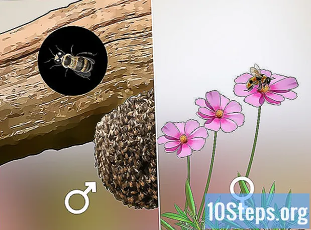 Bichomel Arıları Nasıl Tanımlanır - Ansiklopedi
