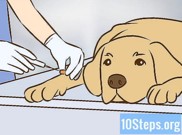 כיצד לזהות ולטפל במוקוצלה של הרוק בכלבים