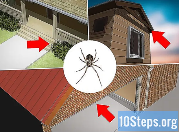 Jak rozpoznać pająka domowego