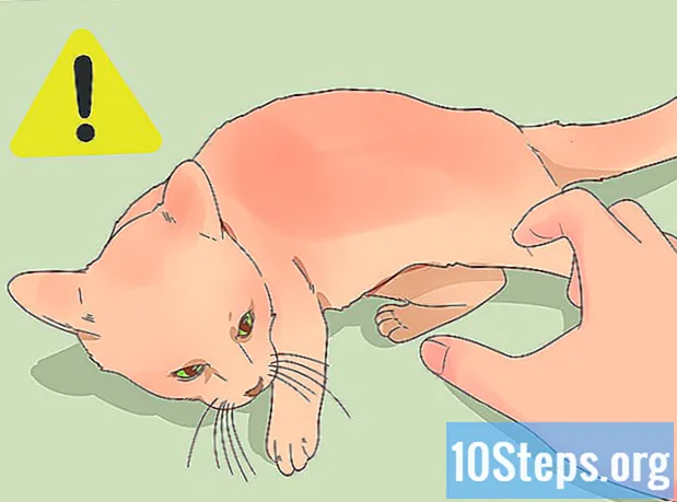Jak zabránit vaší kočce v útoku na vašeho psa - Encyklopedie