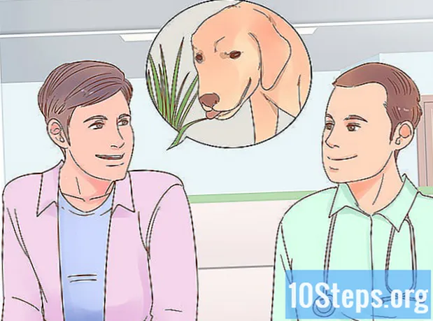 Как запретить собаке есть траву