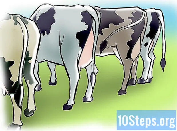 Ako umelo oplodniť kravy a jalovice