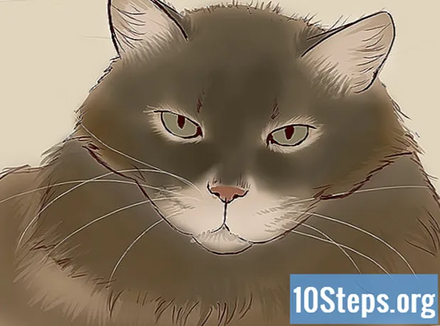 Hoe om te gaan met een kattenkrab