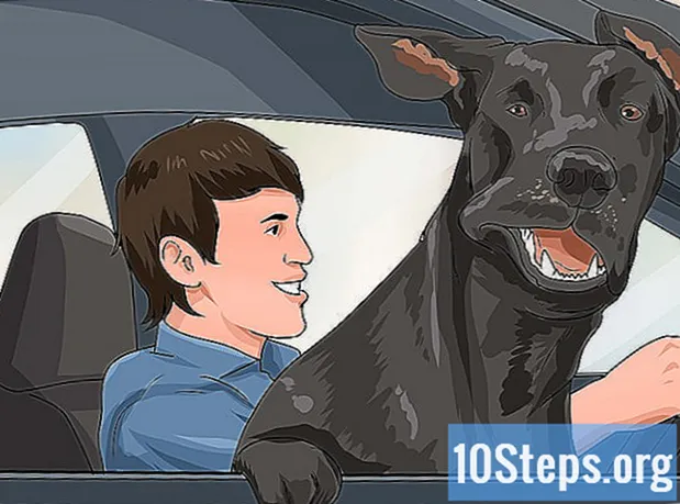 كيفية التعامل مع دوار الحركة الخطير في الكلاب