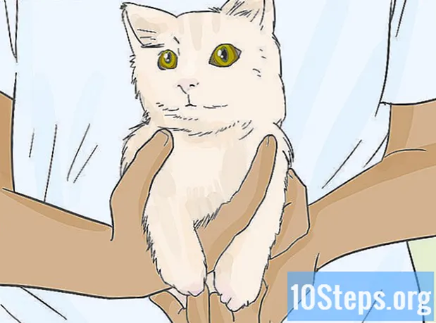 Cara Mengatasi Kematian Kucing Anda