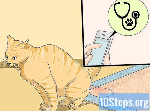 اپنی بلی کے لیزر باکس کو کیسے صاف کریں
