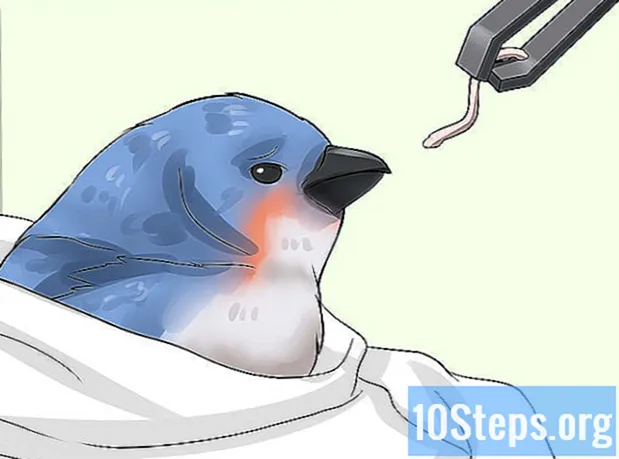 Hogyan tisztítsuk meg a madarat