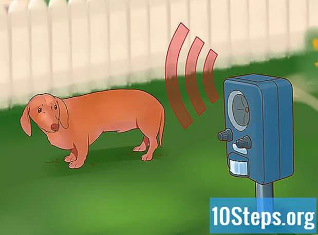 Wie man Hunde vom Rasen fernhält