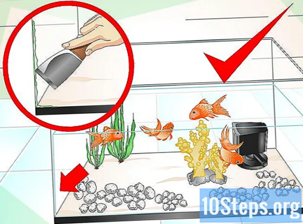 Kako održavati vodu u akvariju čistom