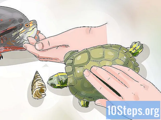 Как да запазите костенурката си щастлива