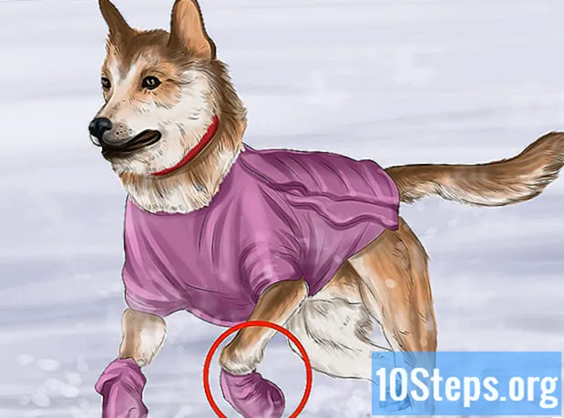 Πώς να διατηρήσετε τα σκυλιά ζεστά το χειμώνα