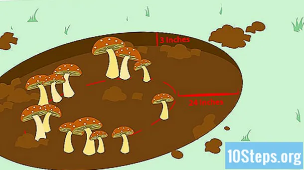 Wie man Pilze tötet