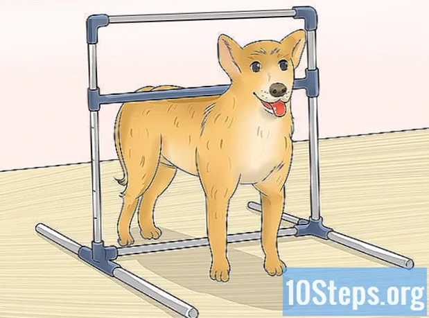วิธีวัดความสูงของสุนัข