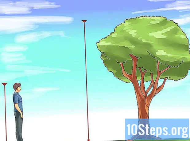 כיצד למדוד את גובה העץ