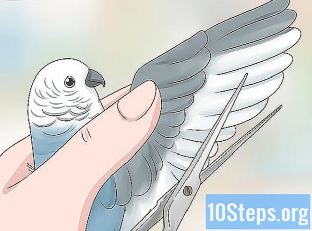 Як зловити птаха