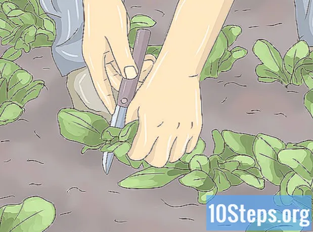 Wie man Salat pflanzt