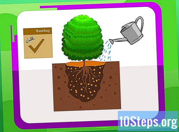 Cách trồng cây bụi gỗ hoàng dương