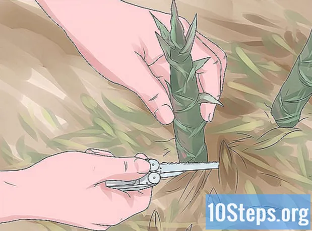 Come piantare il bambù - Enciclopedia