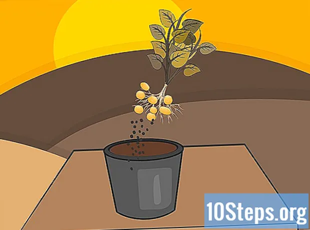 Come piantare le patate in vaso