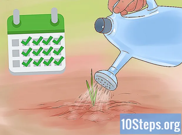 Come piantare la cipolla viola