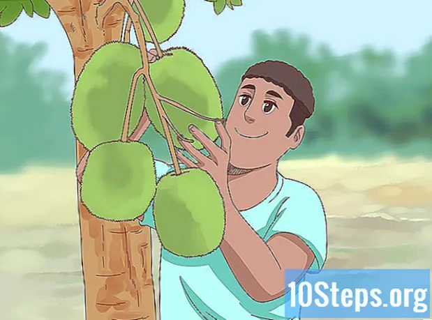Jackfruit Nasıl Ekilir