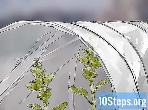 Wie man Stockrose pflanzt