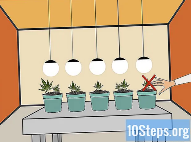Πώς να φυτέψετε σπόρους κάνναβης σε εσωτερικούς χώρους