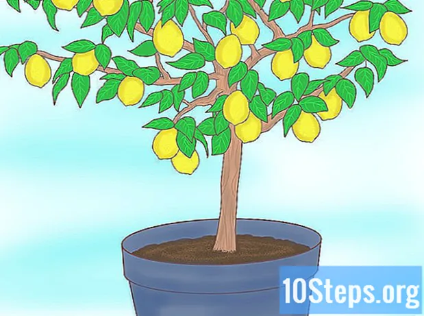Come piantare i semi di limone