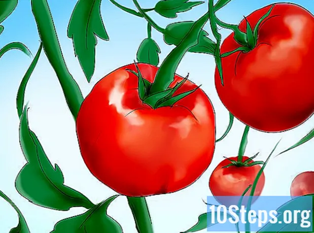 Cara Menanam Bibit Tomat