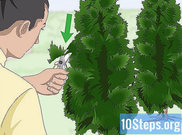 クロベを植える方法