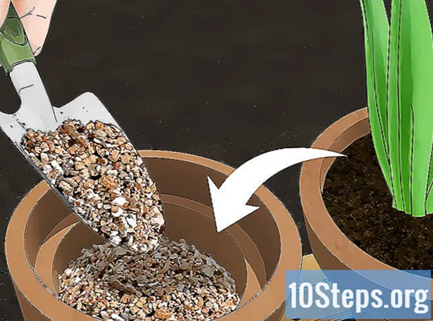 Cum să plantați lalele în ghivece