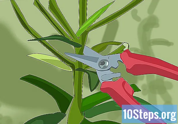 Kako saditi i brinuti se za azijske ljiljane