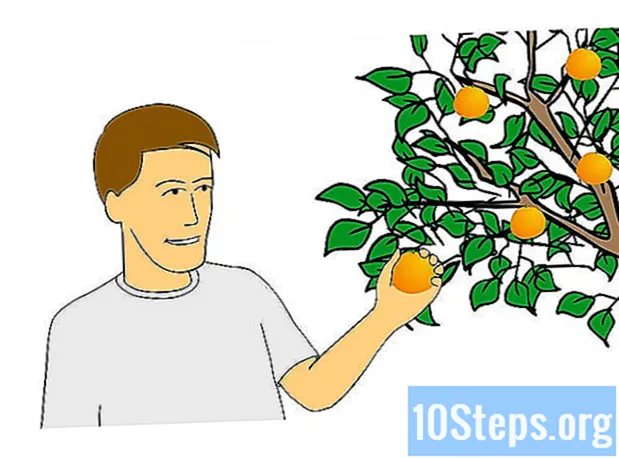 Cara Menanam Pokok Jeruk