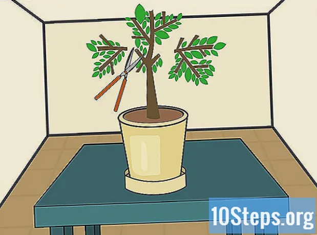 Как посадить лимонное дерево в помещении