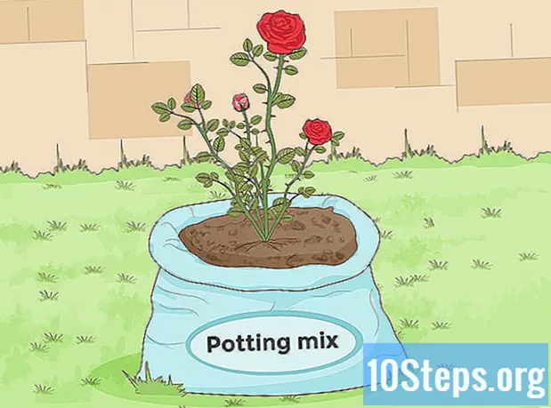 כיצד להכין אדמה לשתילת ורדים