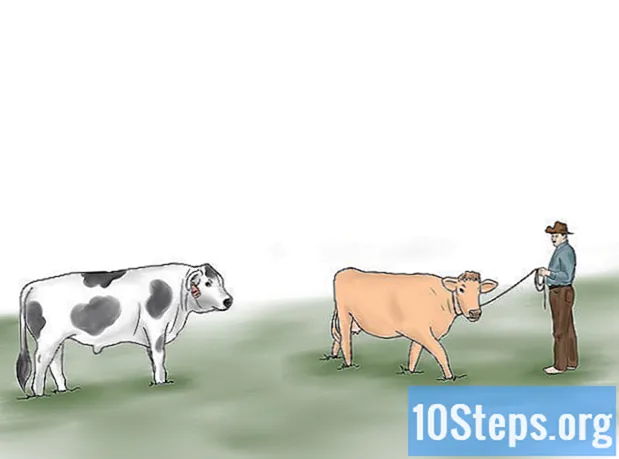 Kuidas aretada lehmi ja mullikaid loomulikult