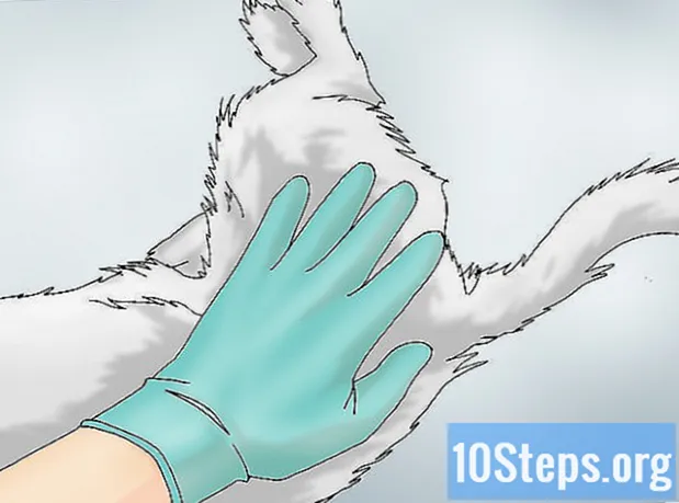 Cara Mengenali Tanda-tanda Displasia Coxofemoral pada Anjing