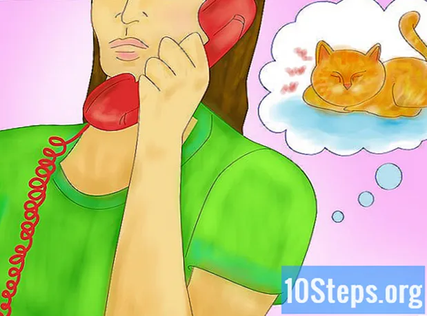 איך לרענן את החתול שלך בקיץ