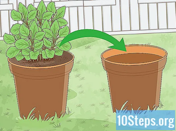 Hur man vattnar växter inomhus