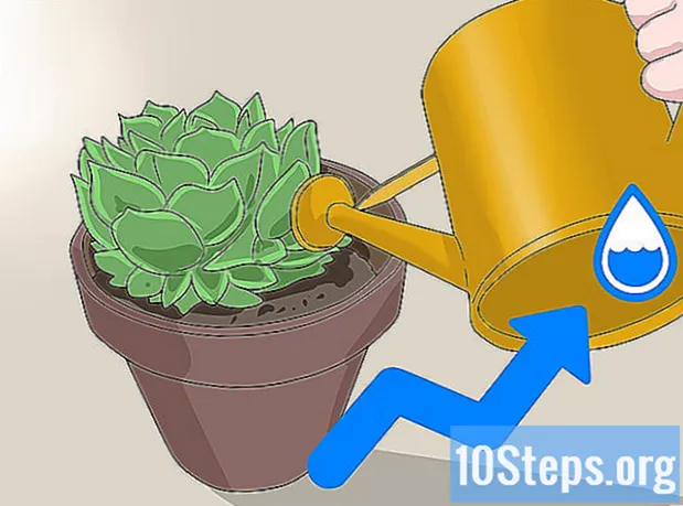 Hoe succulente planten water te geven
