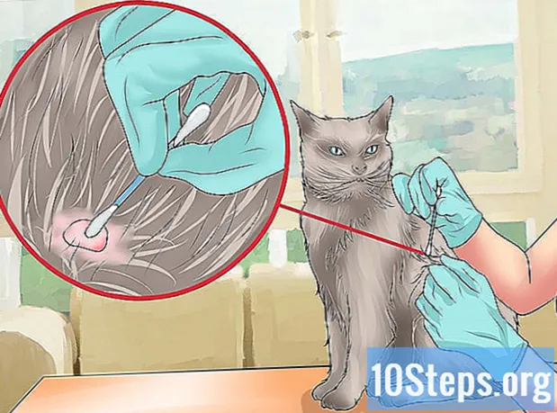 Hvordan fjerne en flått fra en katt