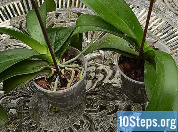 Sådan genplantes en orkide