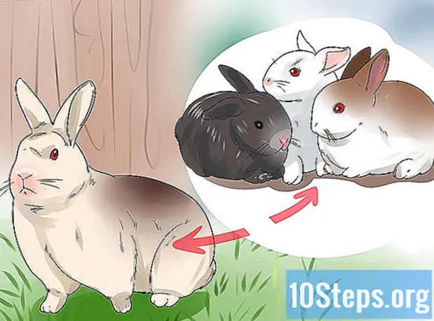 Как разводить кроликов