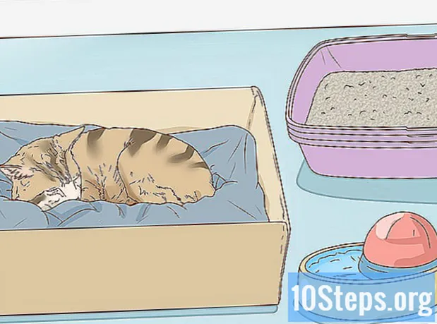 Jak zjistit, zda je vaše kočka těhotná