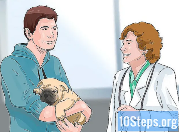 Hur man vet om din hund har hundparvovirus