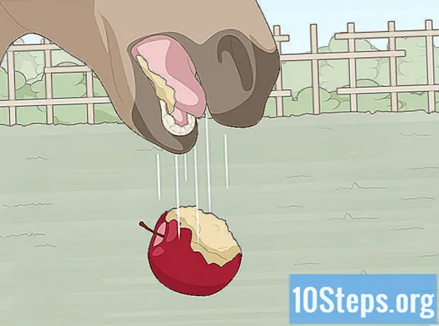 Kako znati je li vaš konj bolestan