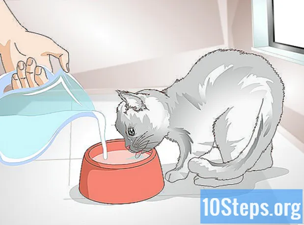 Hogyan lehet tudni, hogy a macskája székrekedés-e?